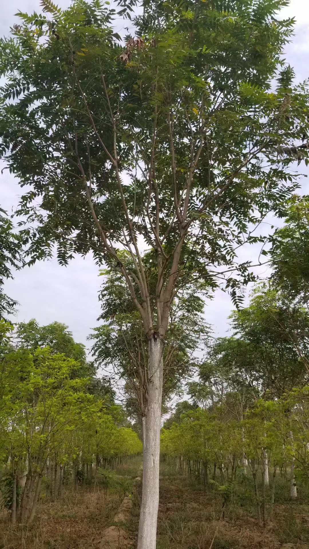 山东威海荣成红叶椿种植基地