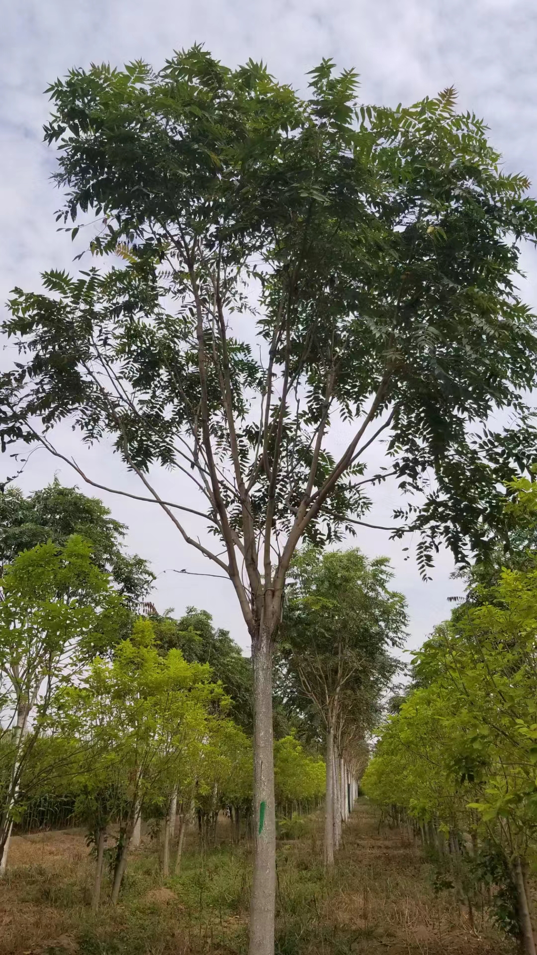 山东潍坊潍城区红叶椿种植基地