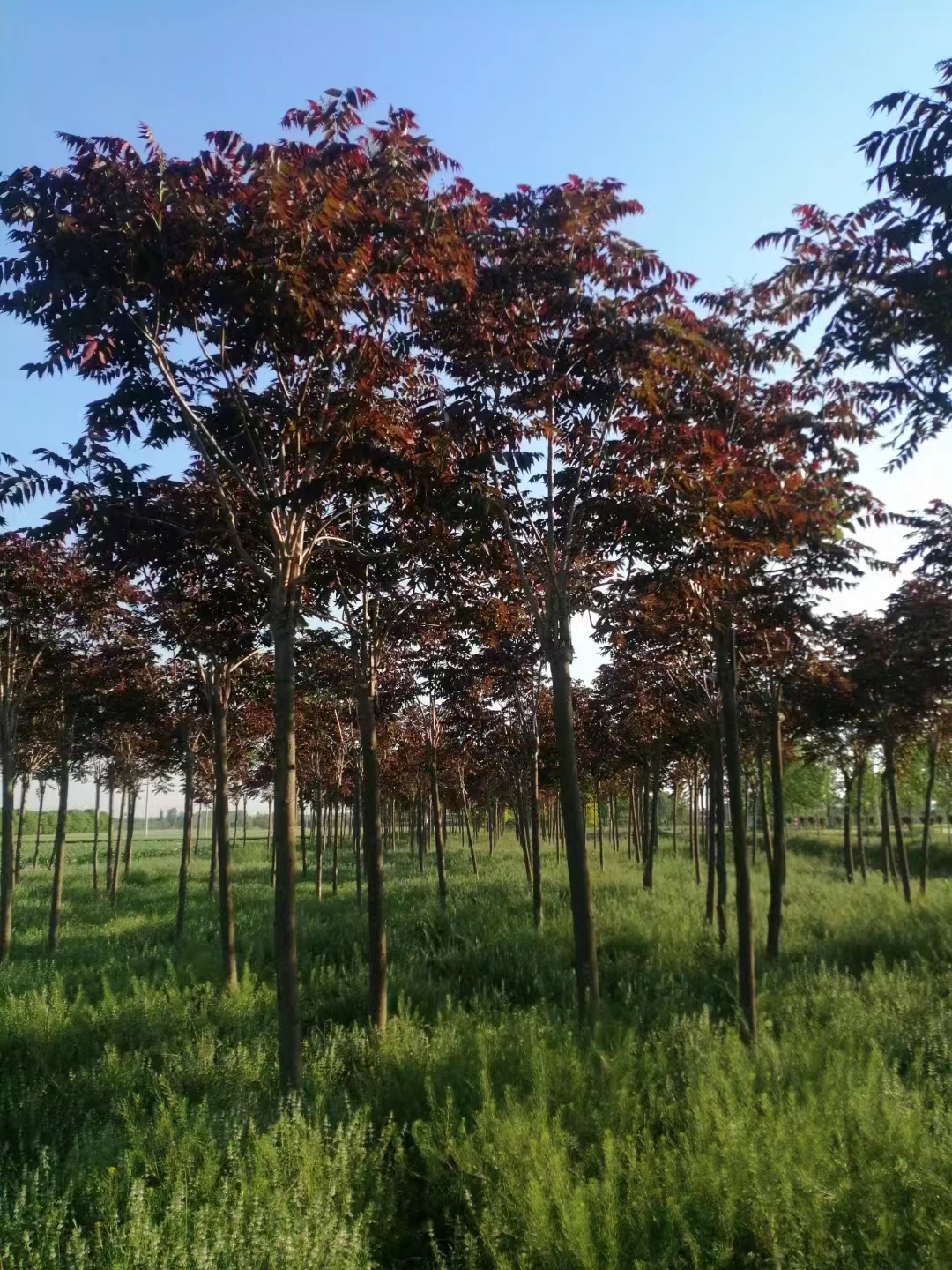 山东东营广饶红叶椿生产基地