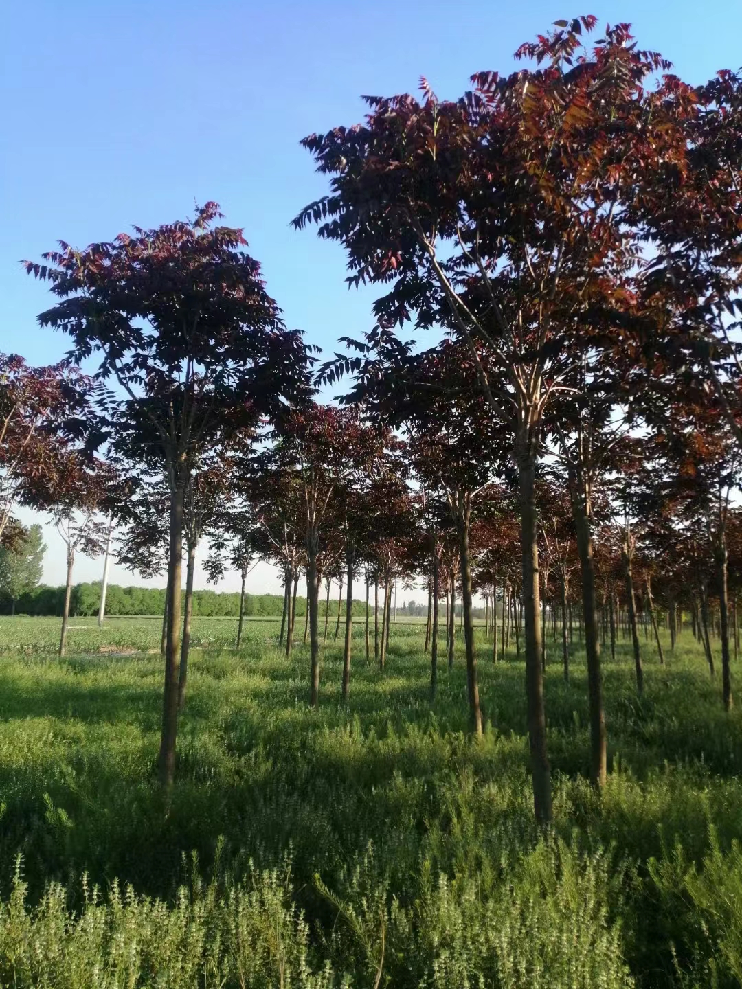 山东枣庄山亭区红叶椿种植基地