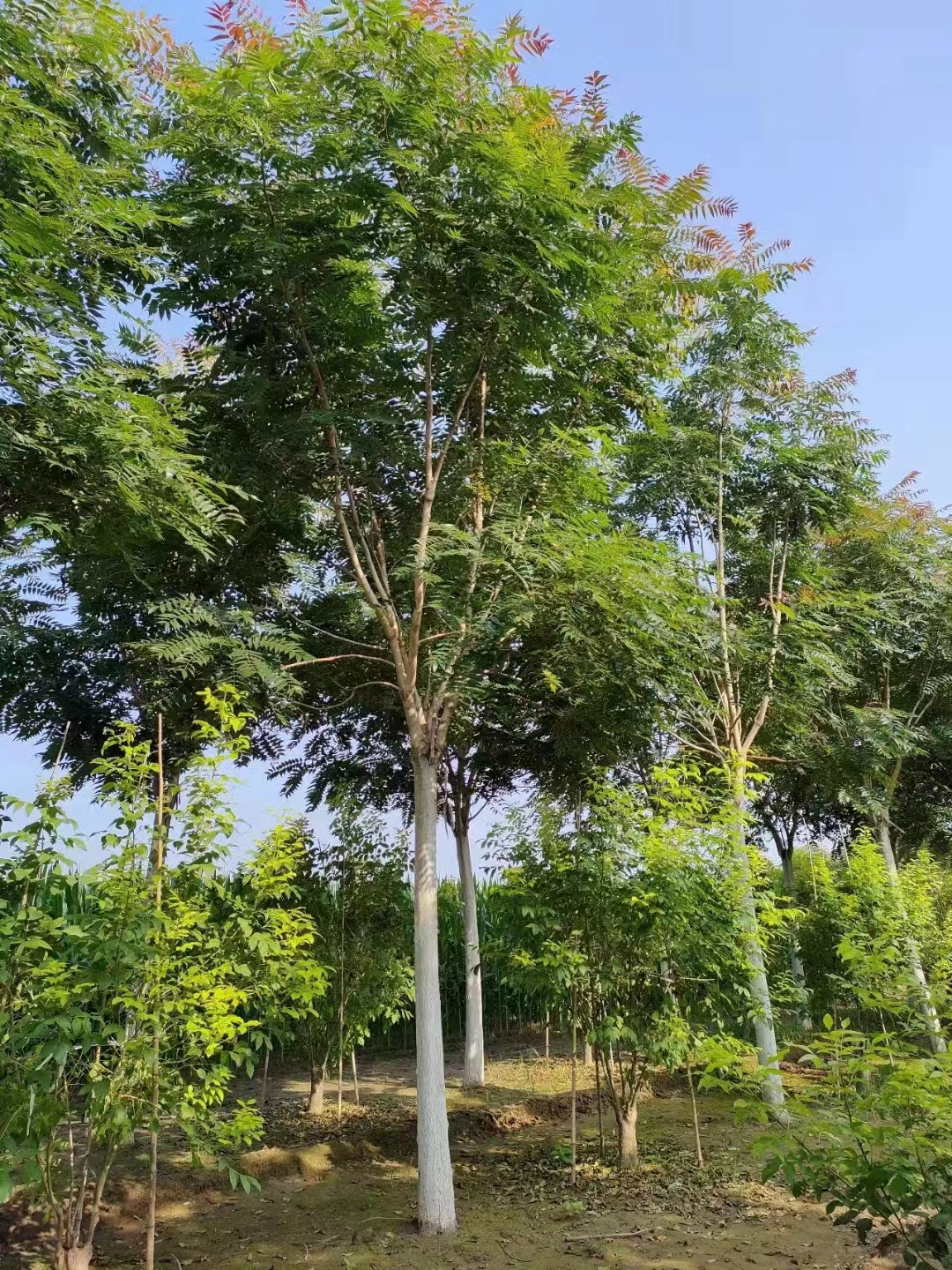 山东山亭区红叶椿基地