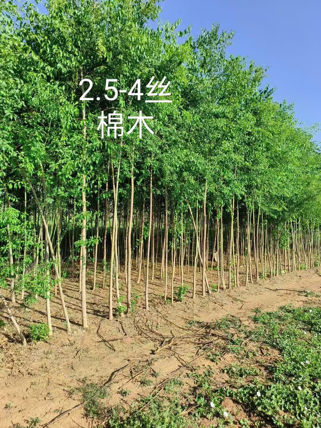 山东泰安岱岳区丝棉木种植基地