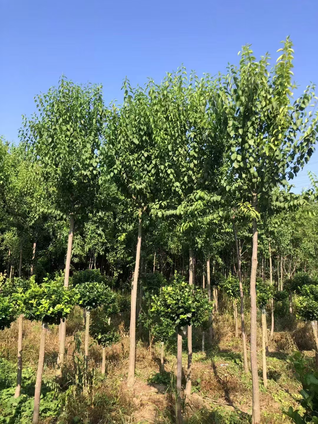 山东威海丝棉木小苗基地