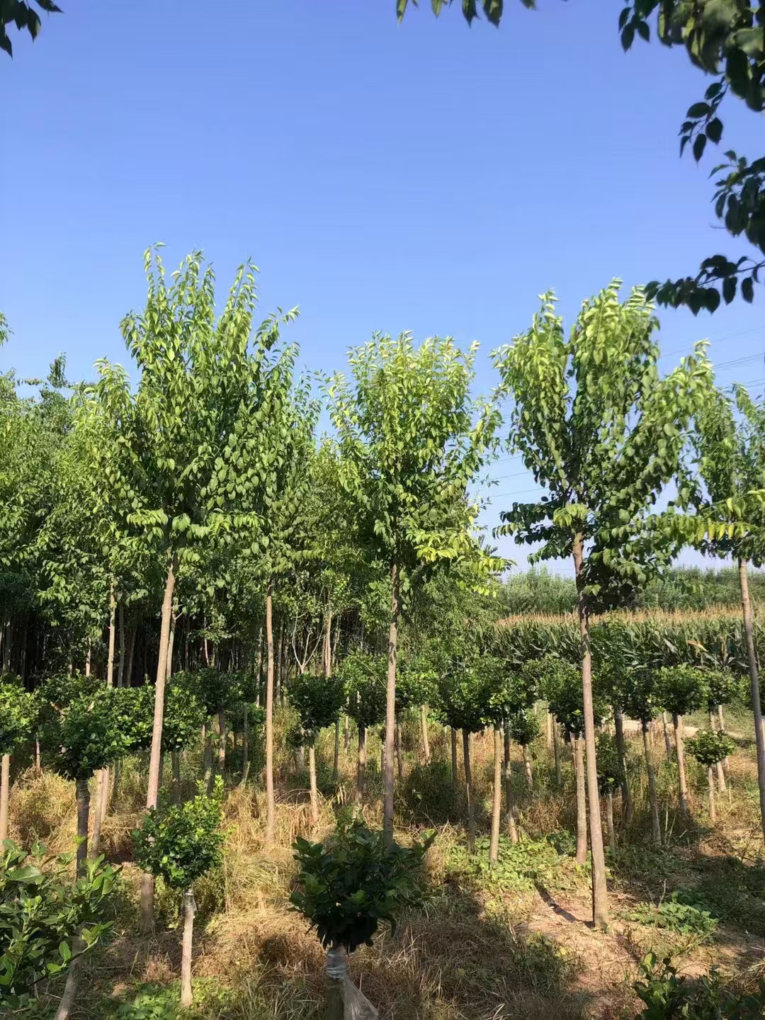 山东日照东港区丝棉木种植基地