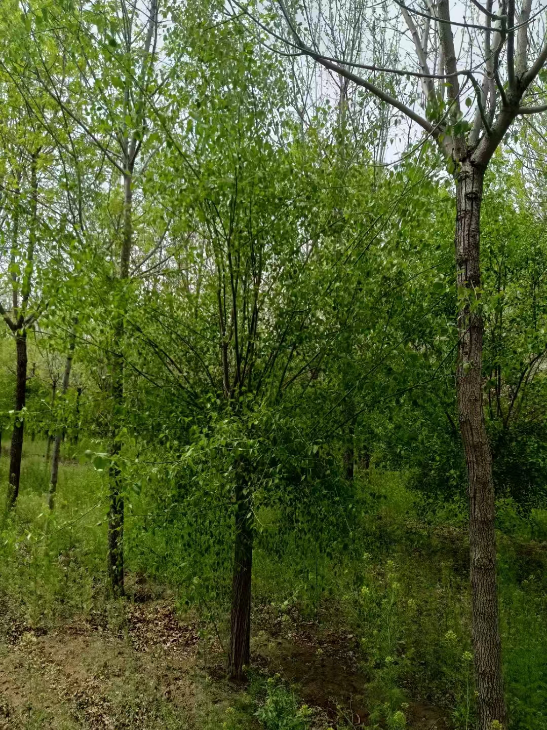 山东德州丝棉木种植基地