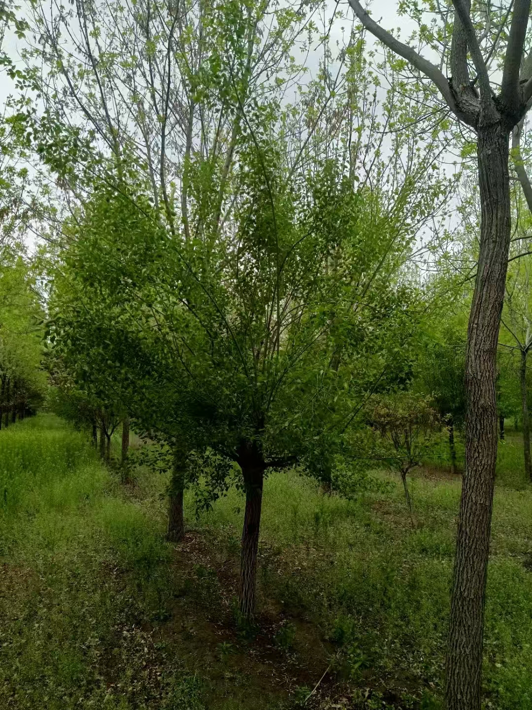 山东德州丝棉木种植基地