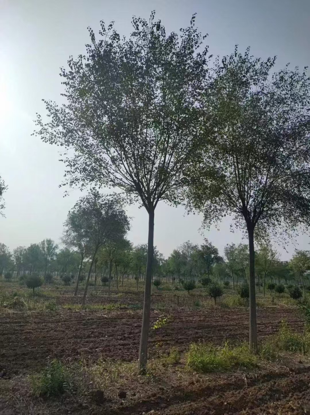 山东德州武城丝棉木种植基地