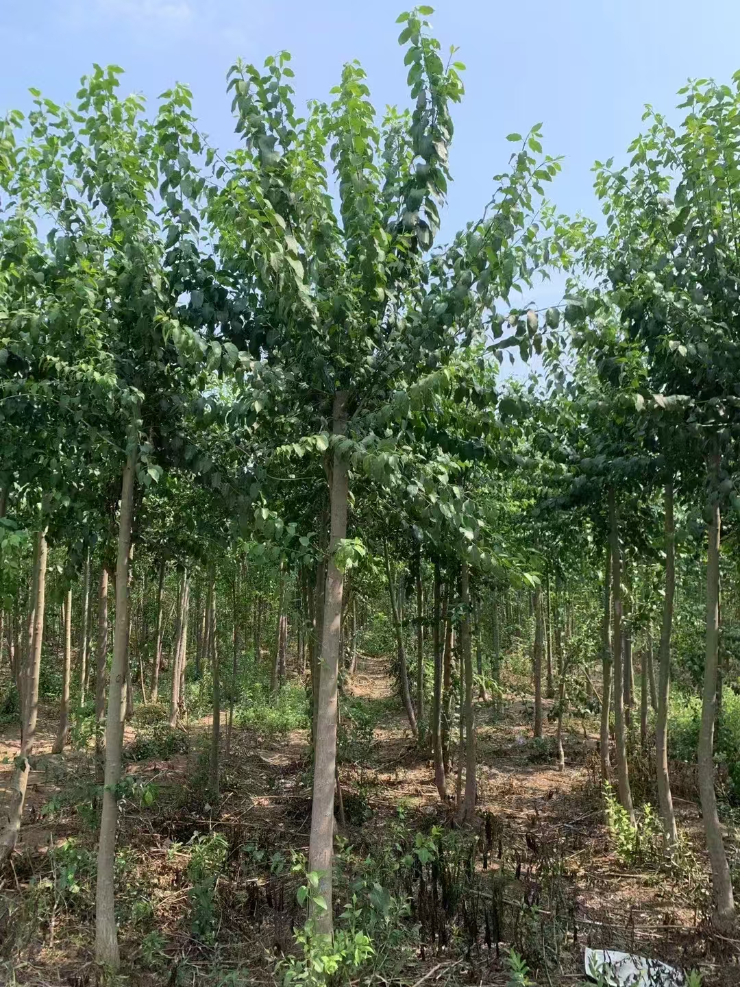 山东德州武城丝棉木种植基地