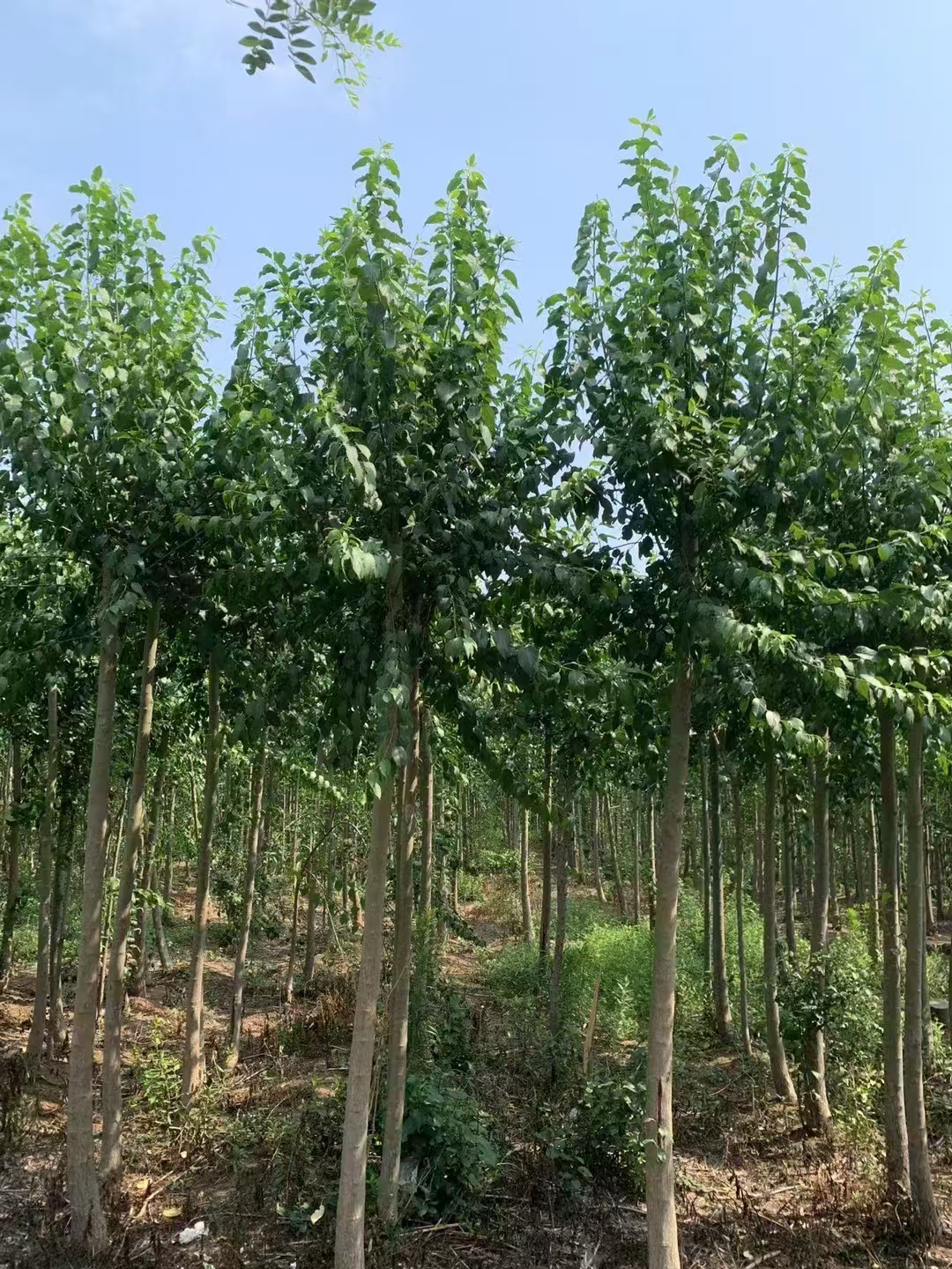 山东菏泽鄄城丝棉木苗基地