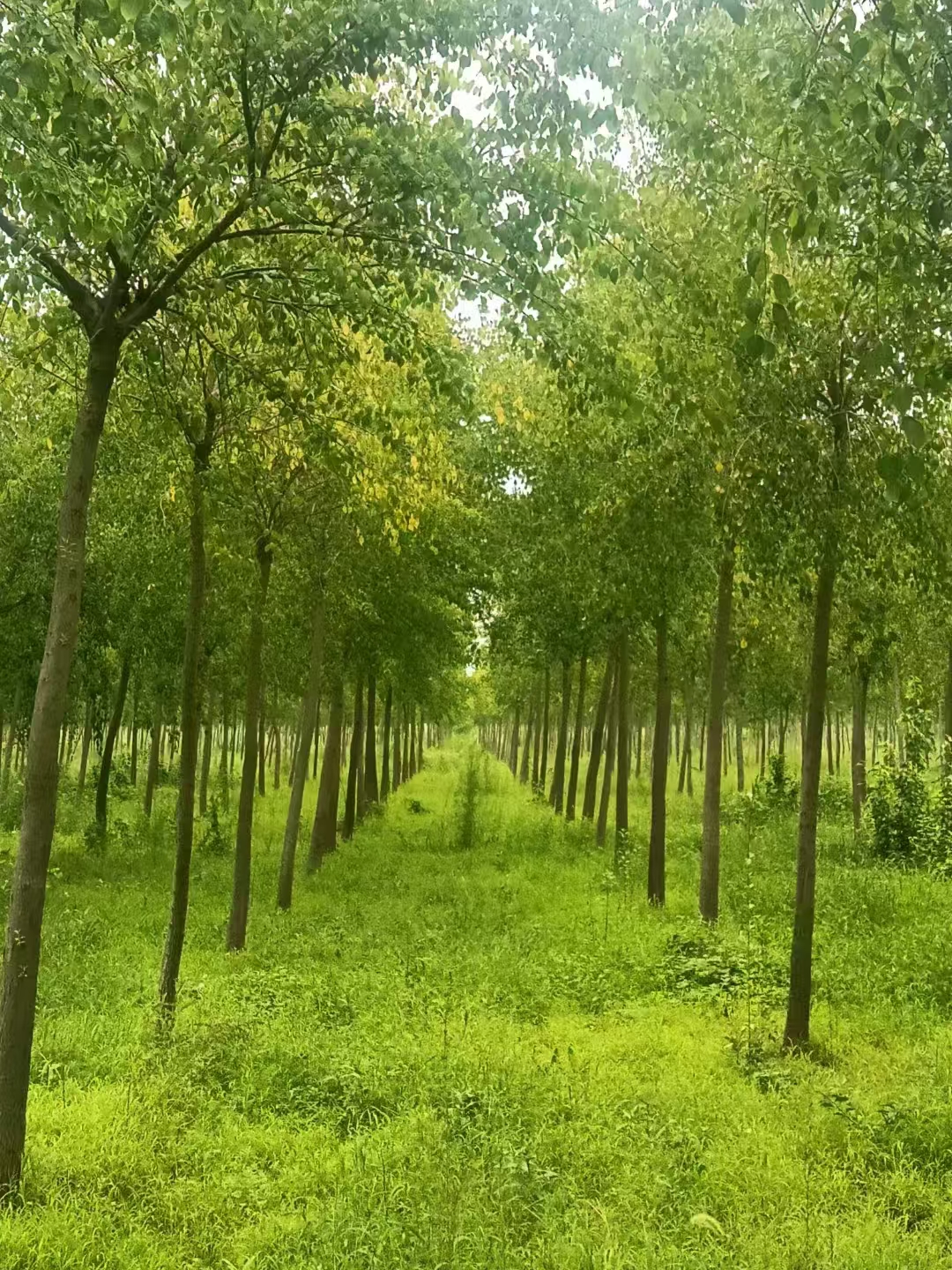 山东青岛崂山区丝棉木生产基地