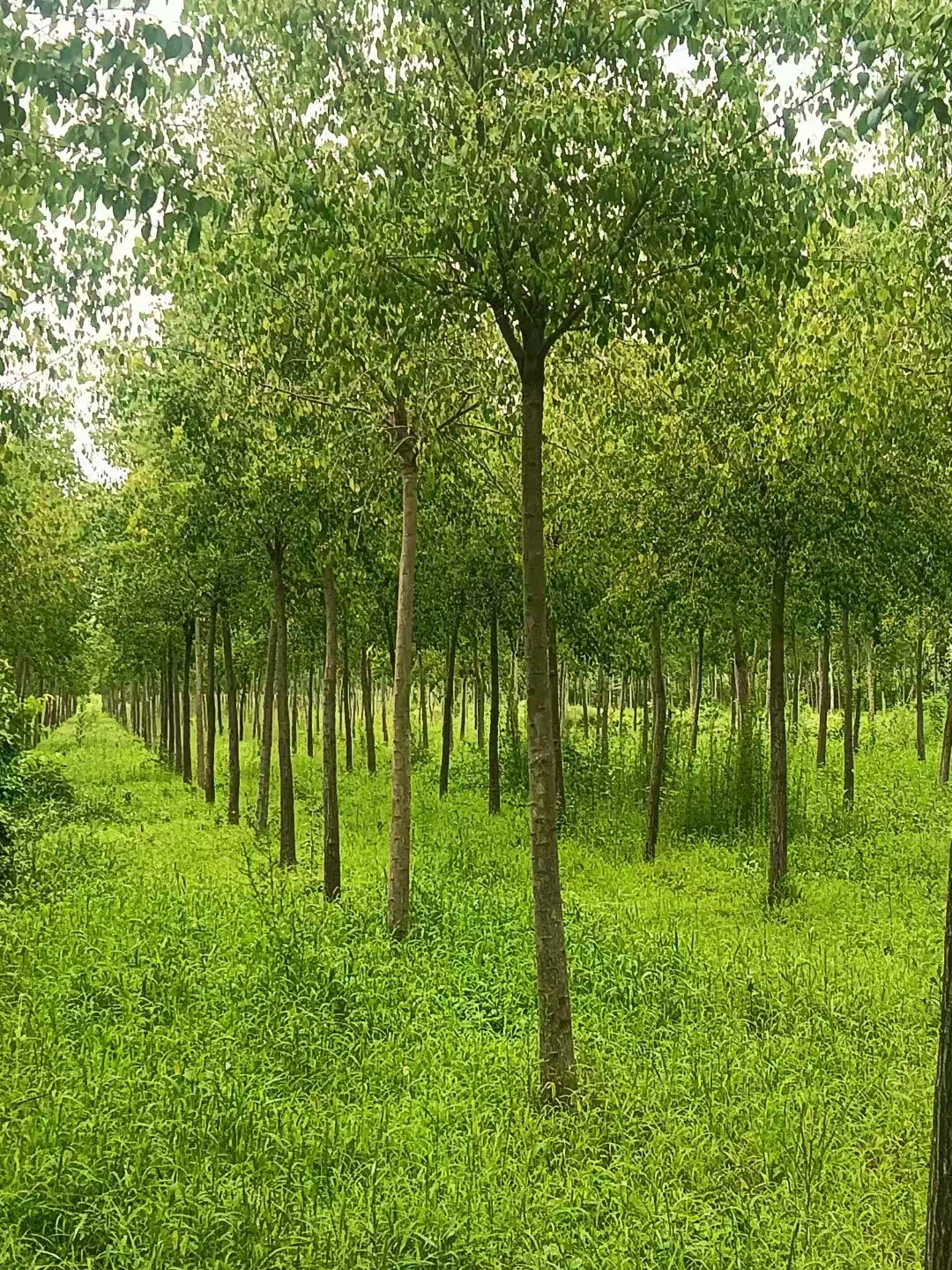 山东泰安岱岳区丝棉木种植基地