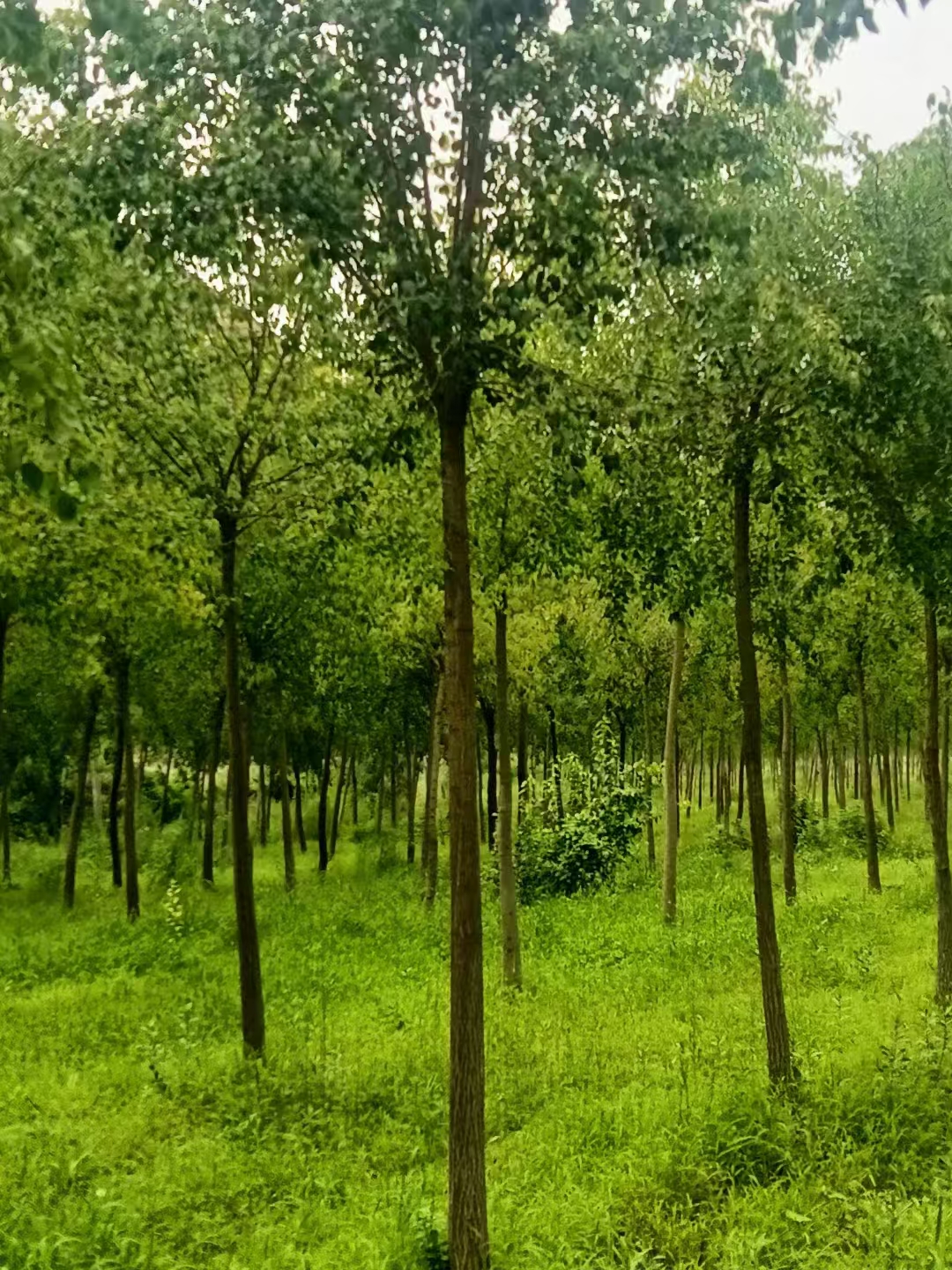 山东日照东港区丝棉木种植基地