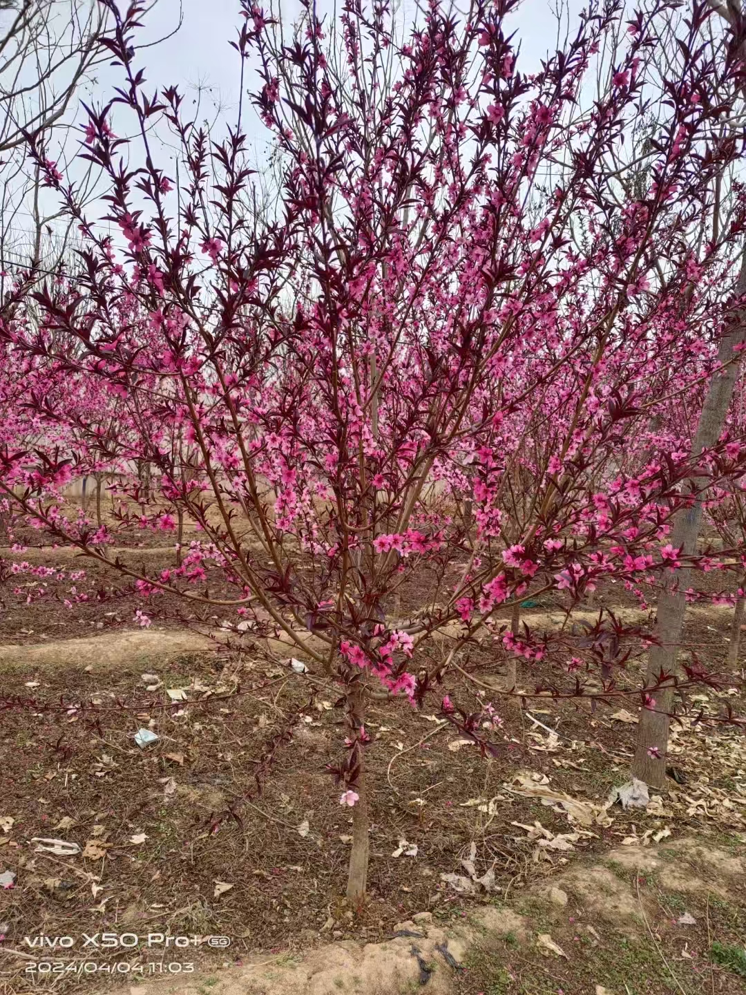 山东平阴红叶碧桃种植基地