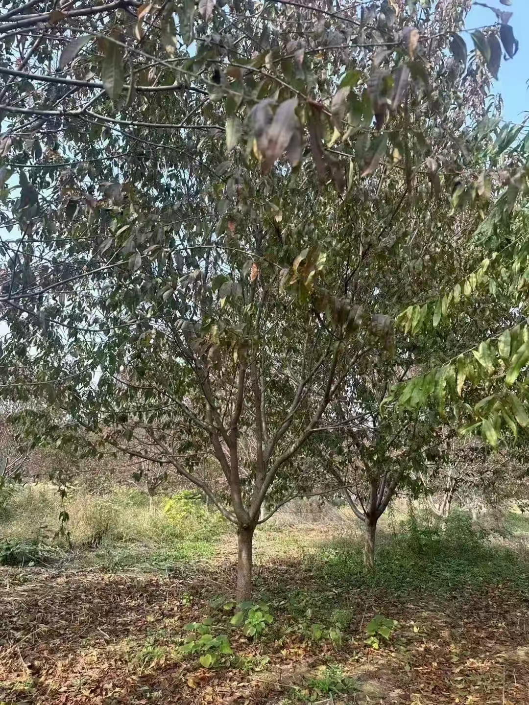 山东平阴红叶碧桃种植基地