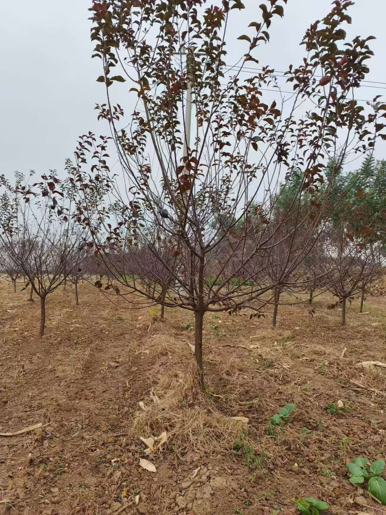 山东烟台福山区榆叶梅培育基地