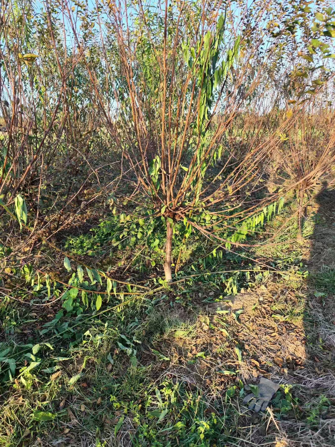 山东东营榆叶梅培育基地