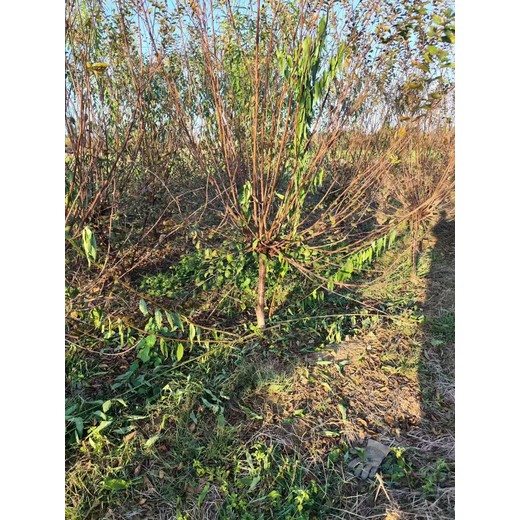 山东日照榆叶梅种植基地