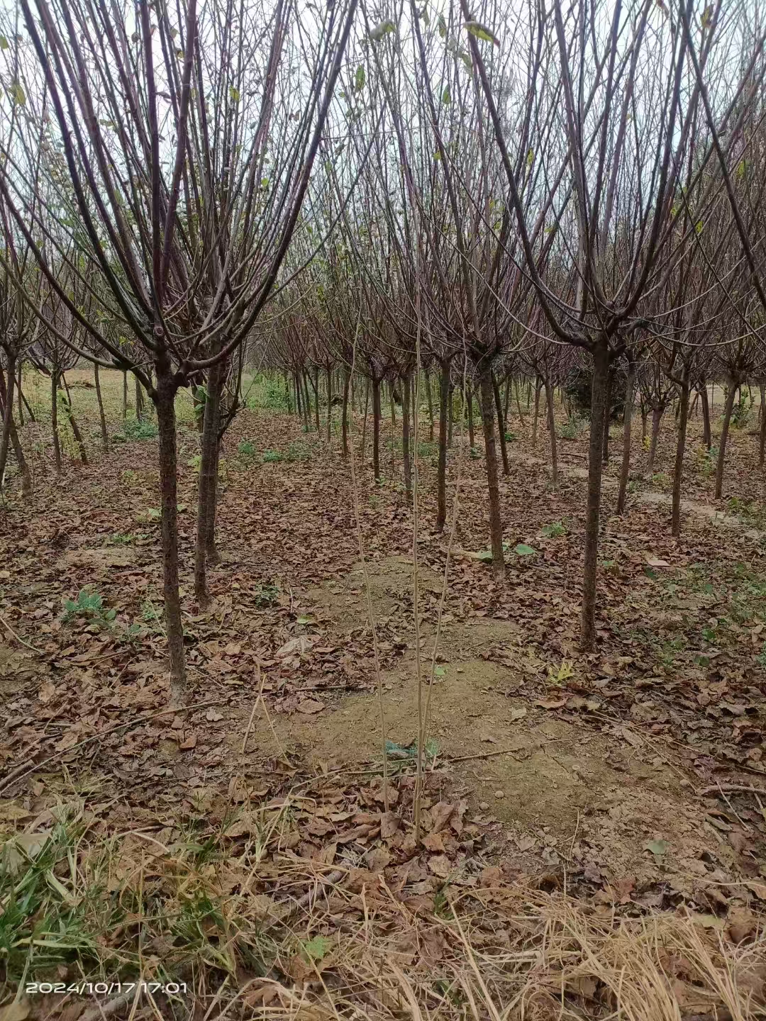 山东东昌府区榆叶梅种植基地