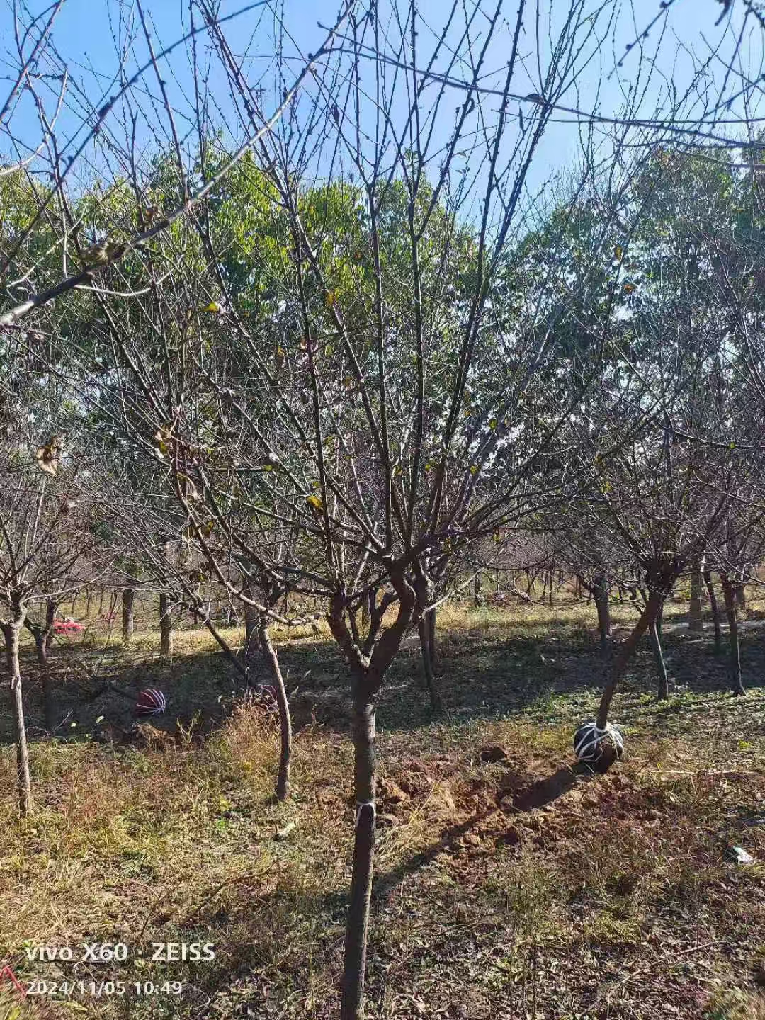 山东东营利津榆叶梅种植基地