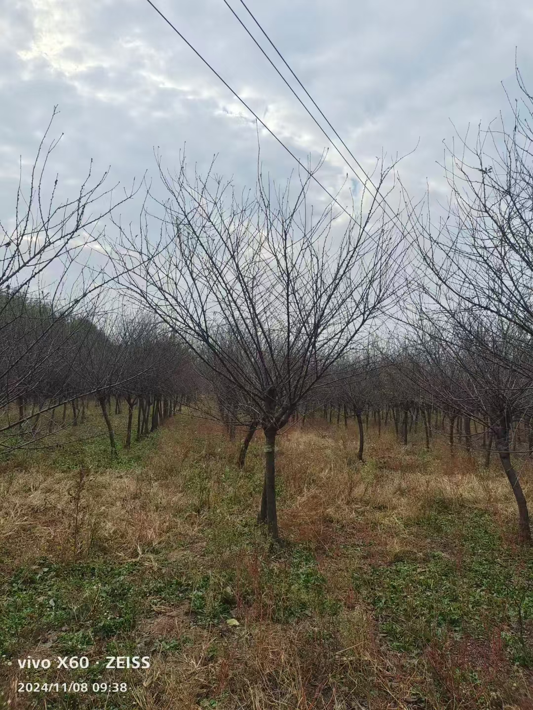 山东东营东营区榆叶梅基地批发