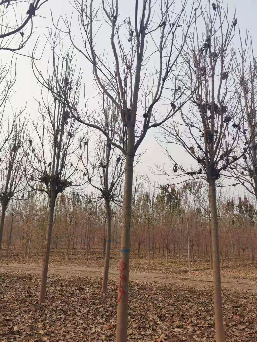 山东济宁微山 楸树种植基地