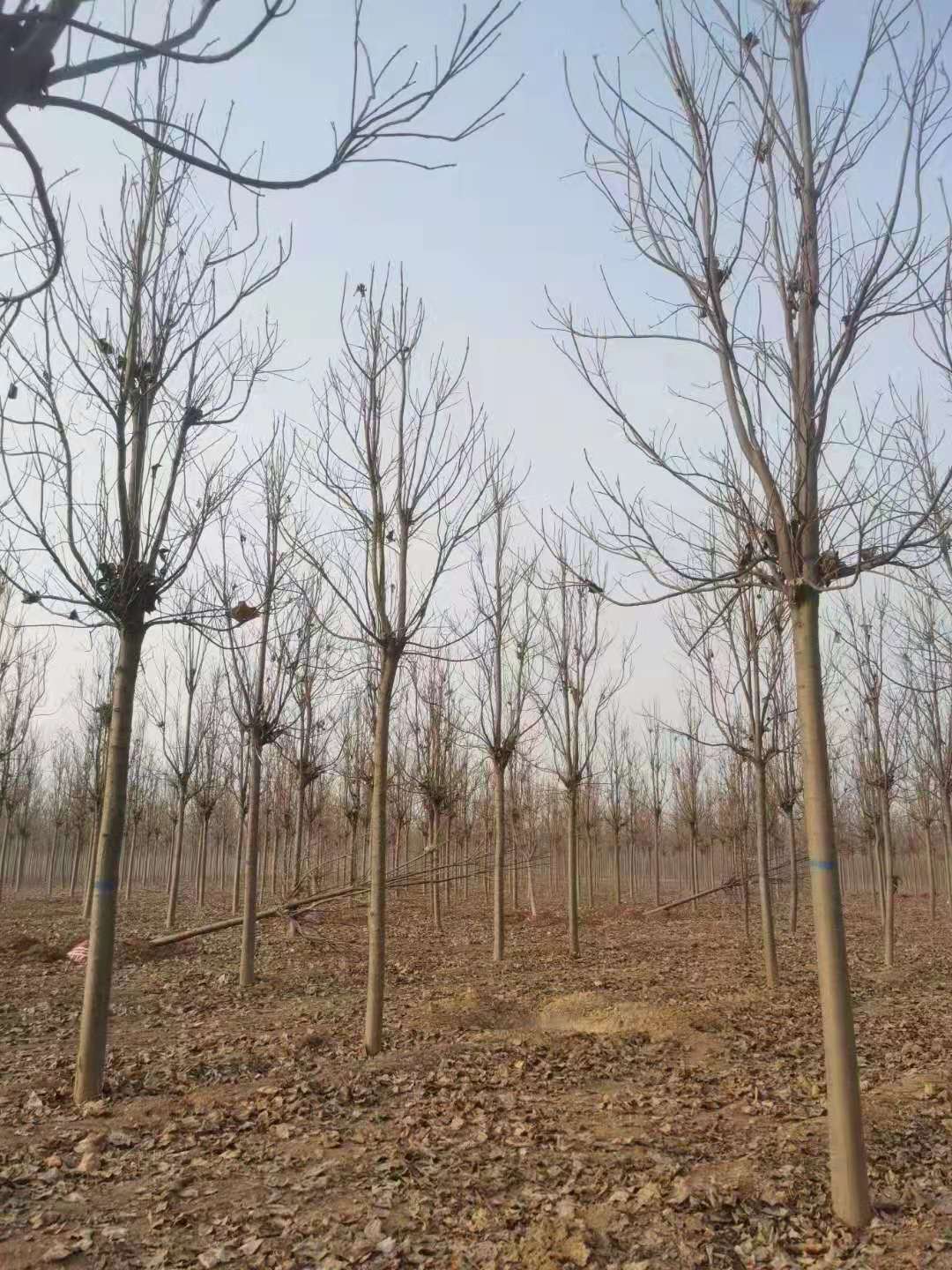 山东烟台栖霞 楸树基地