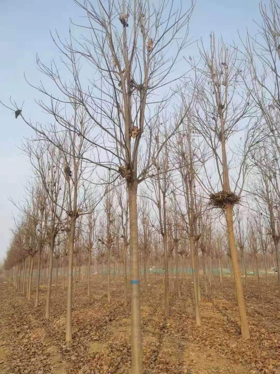 山东曹县 楸树苗木基地