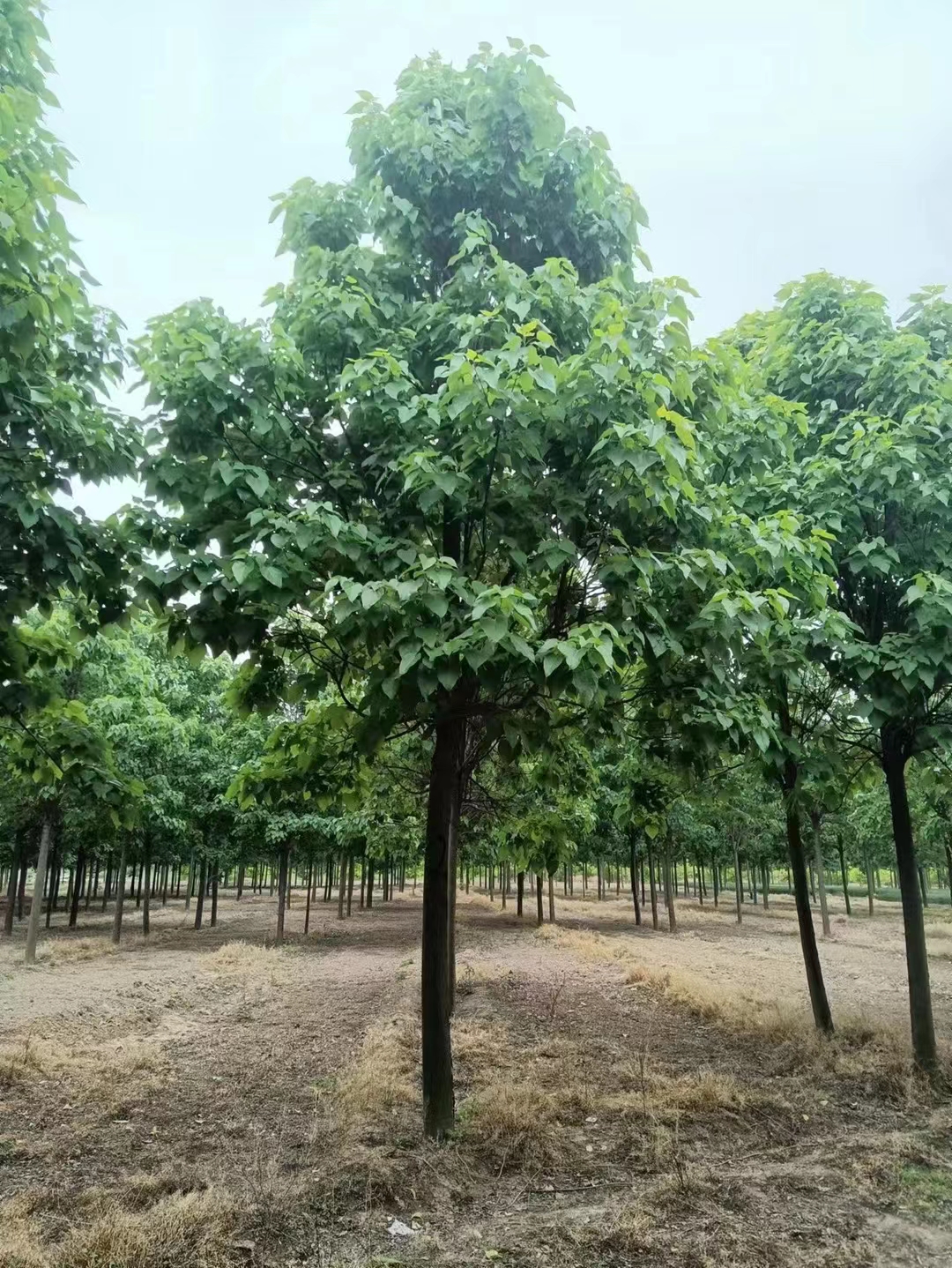 山东广饶 楸树生产基地