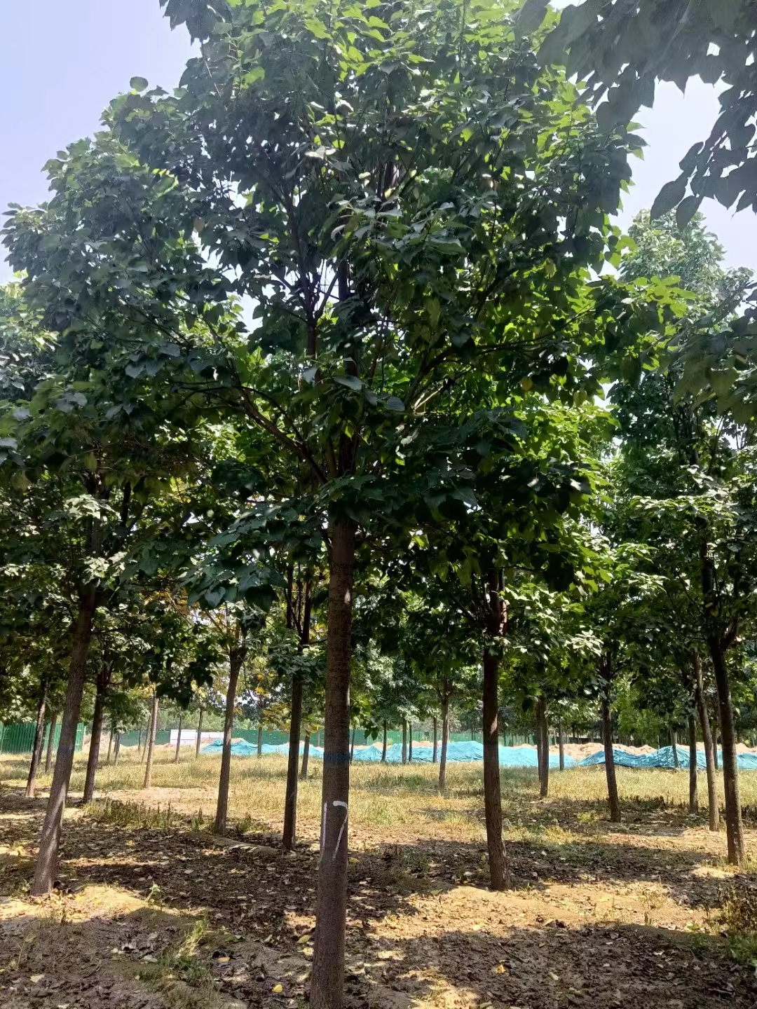 山東濰坊濰城區(qū)榆葉梅種植基地