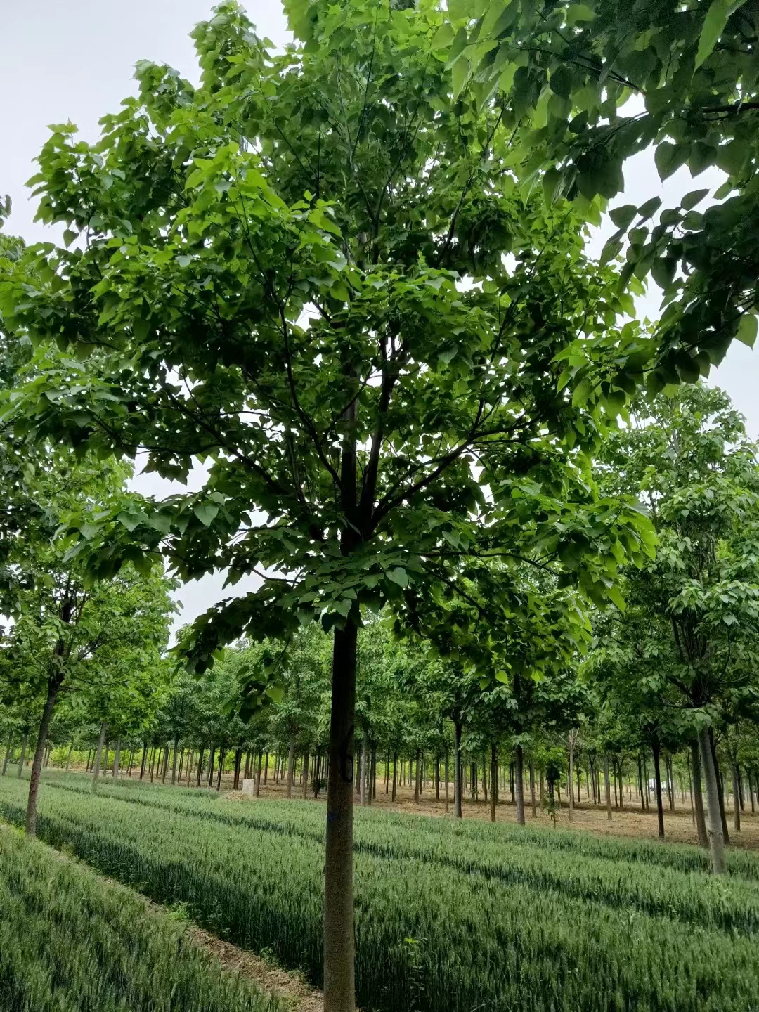 山东城阳区榆叶梅种植基地