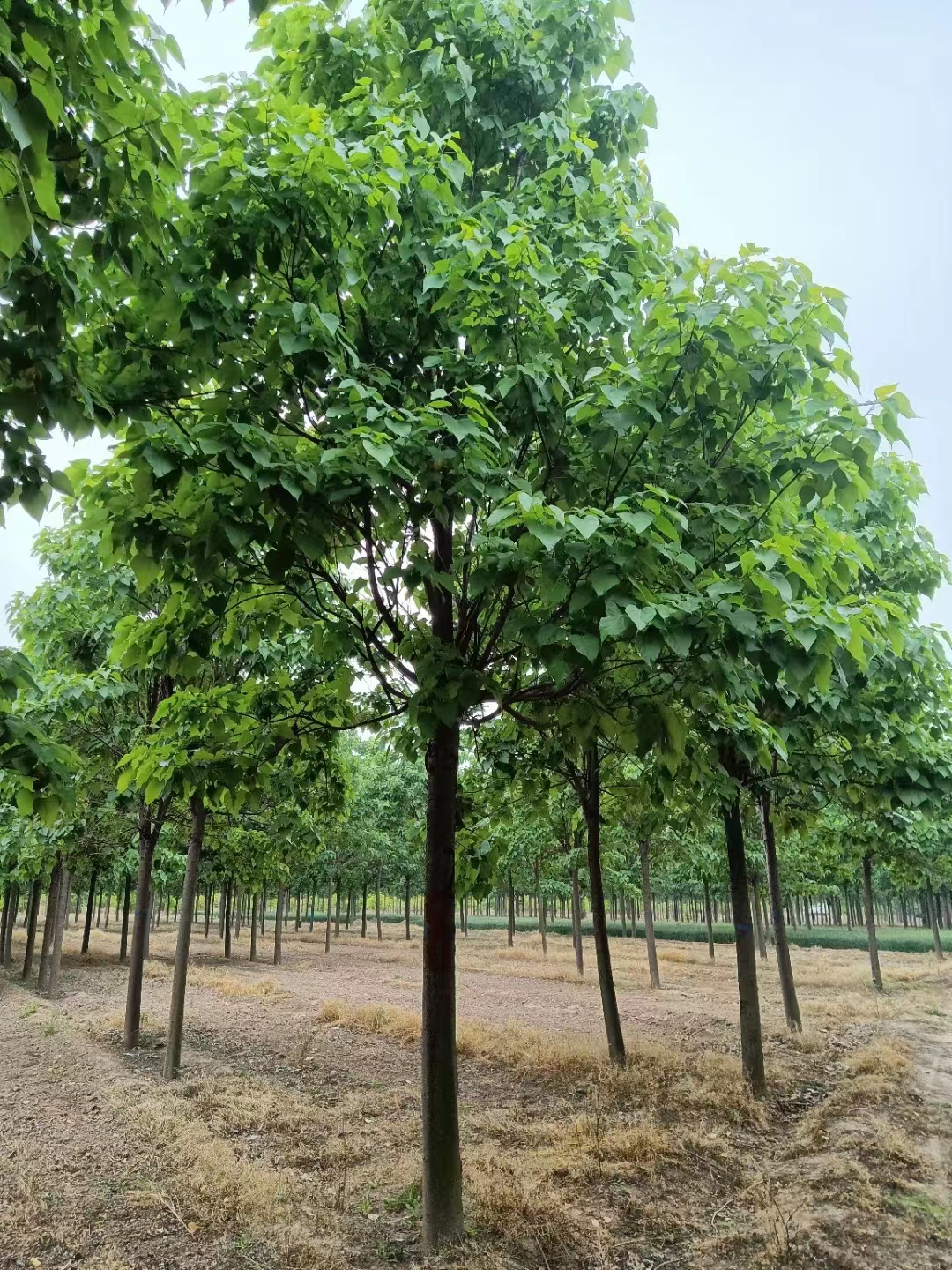 山东日照榆叶梅种植基地