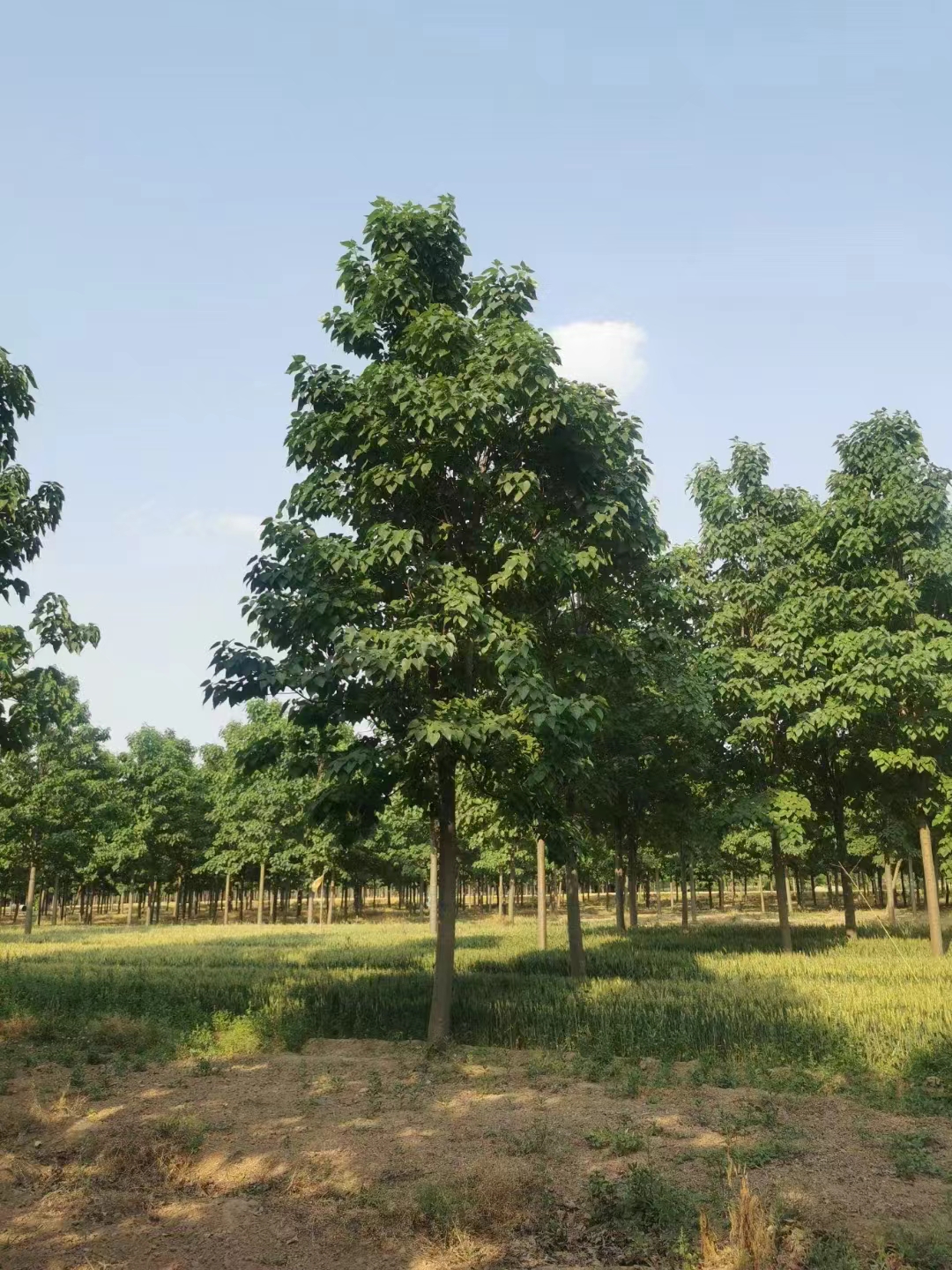 山东烟台牟平区 楸树培育基地