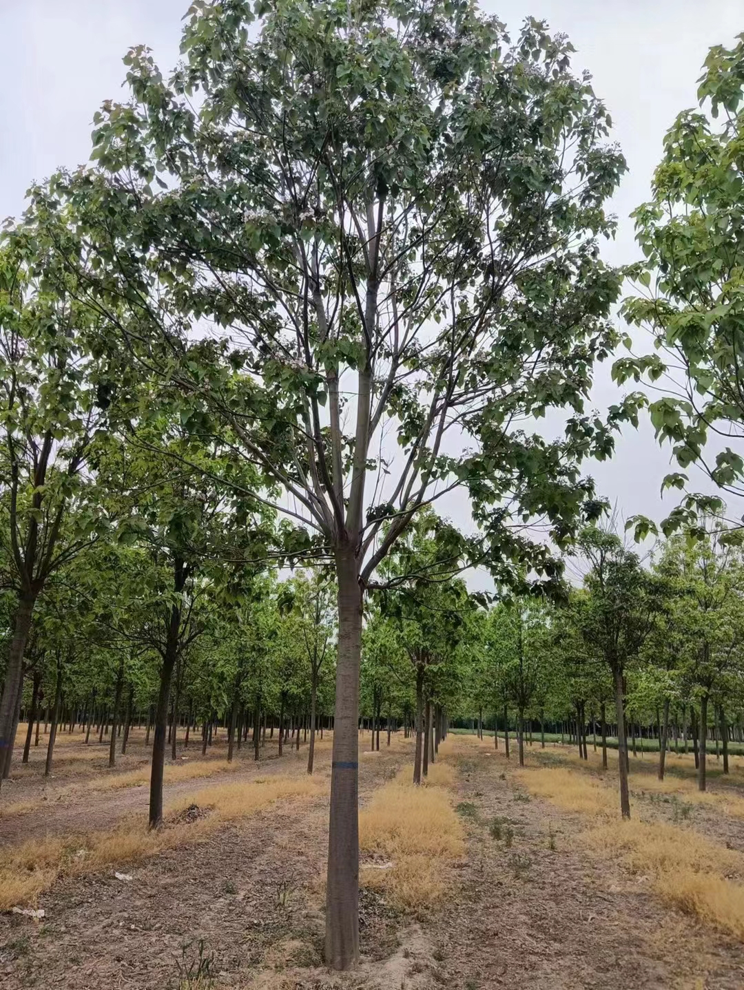 山东烟台福山区 楸树种植基地