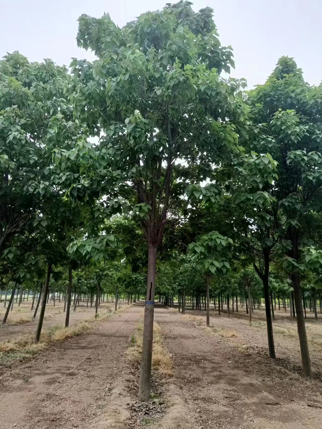 山东济南章丘 楸树批发基地