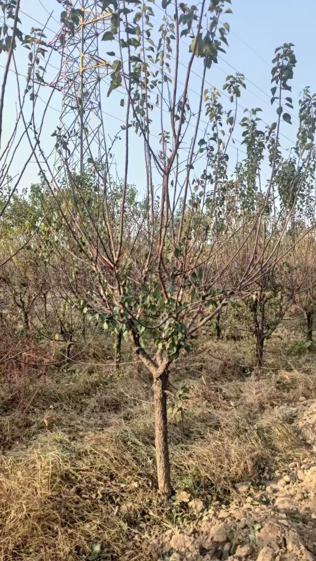 山东环翠区山杏树培育基地