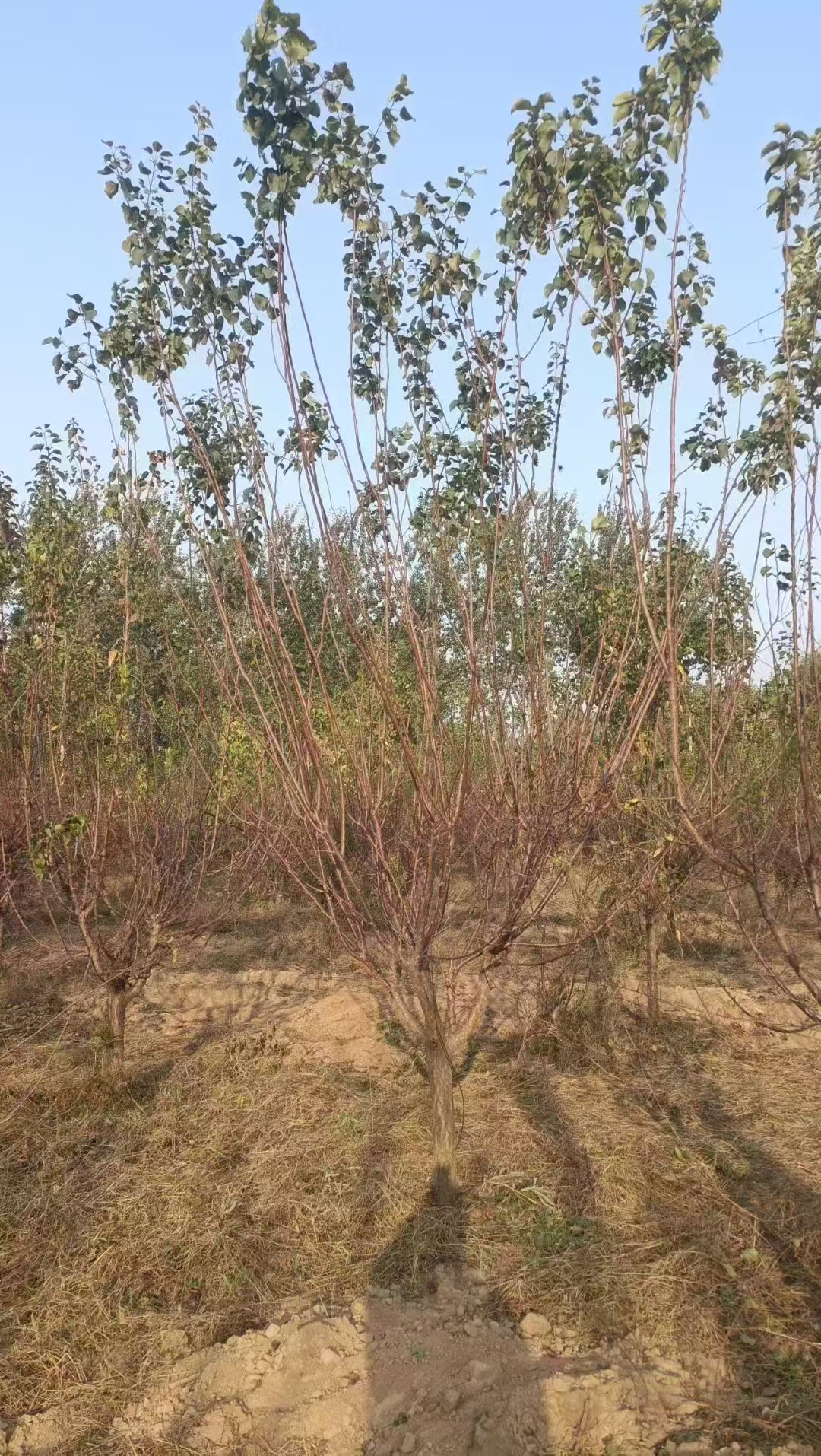 山东滨城区山杏培育基地