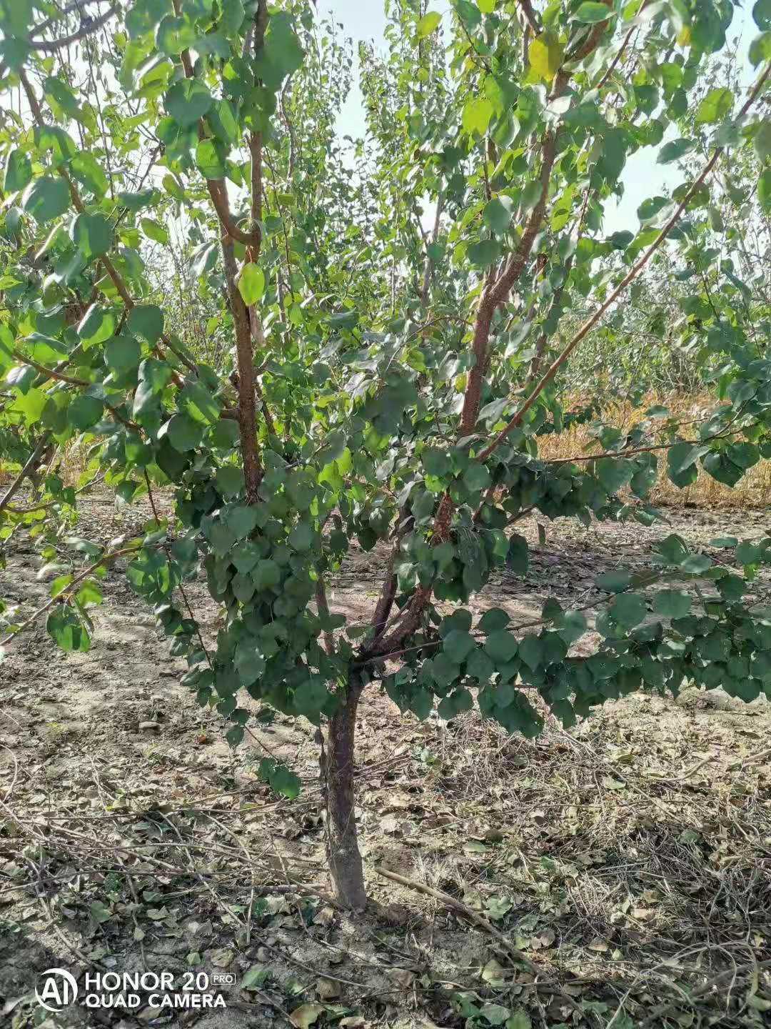 山东定陶山杏树种植基地