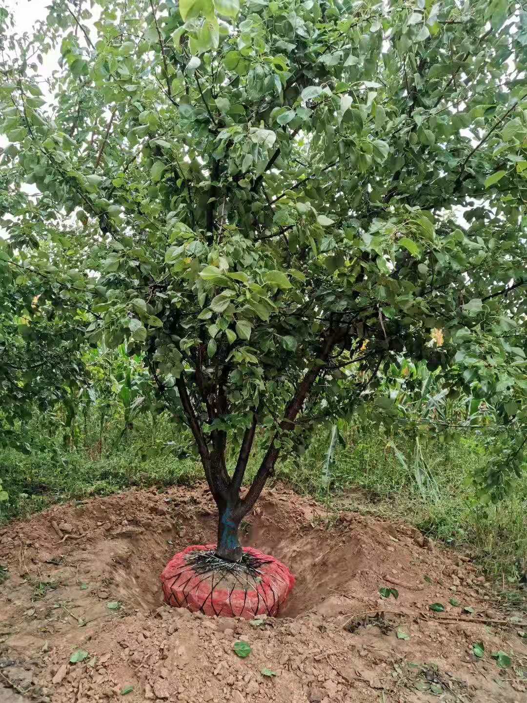 山东潍坊昌乐山杏基地批发